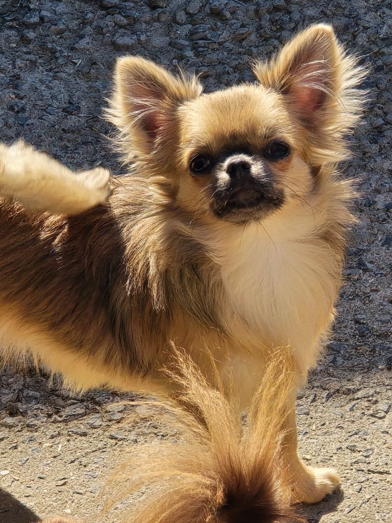 X'djoline My Fair Chi