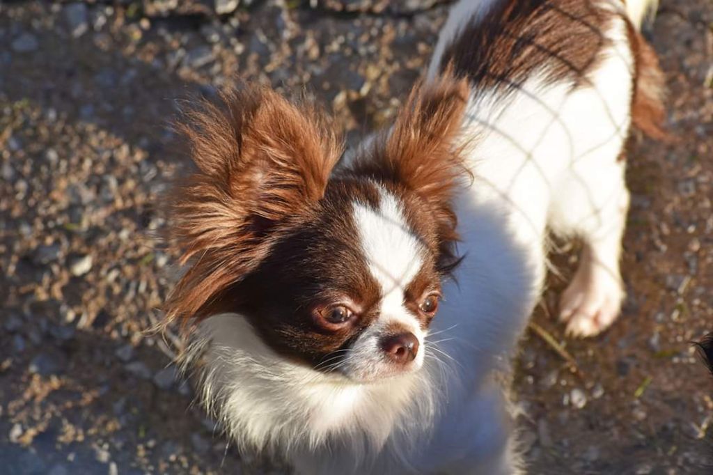 Publication : My Fair Chi