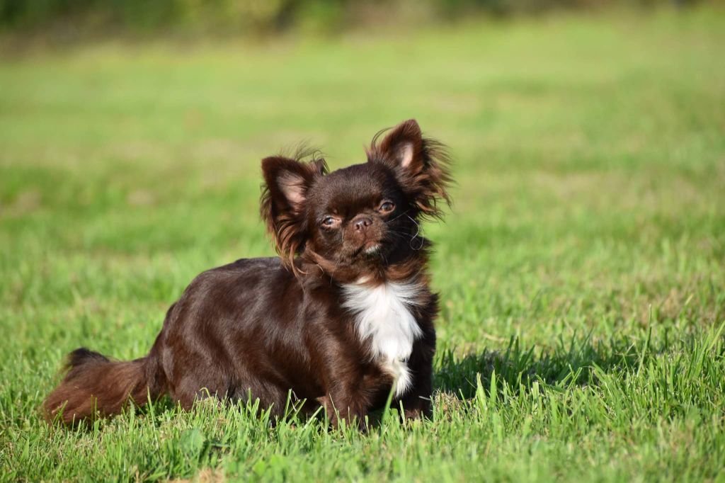 Publication : My Fair Chi Auteur : My fair chi