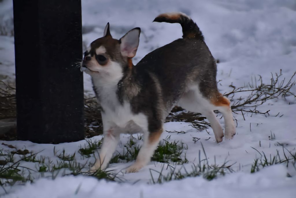 takara-tamaris Tinker belle aka akela