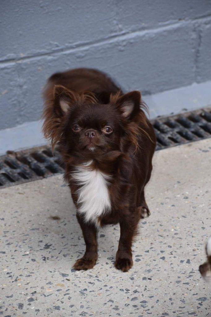 Publication : My Fair Chi Auteur : My fair chi