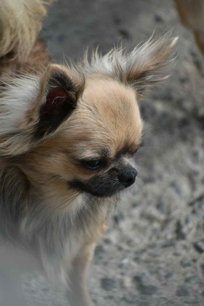 X'djoline My Fair Chi