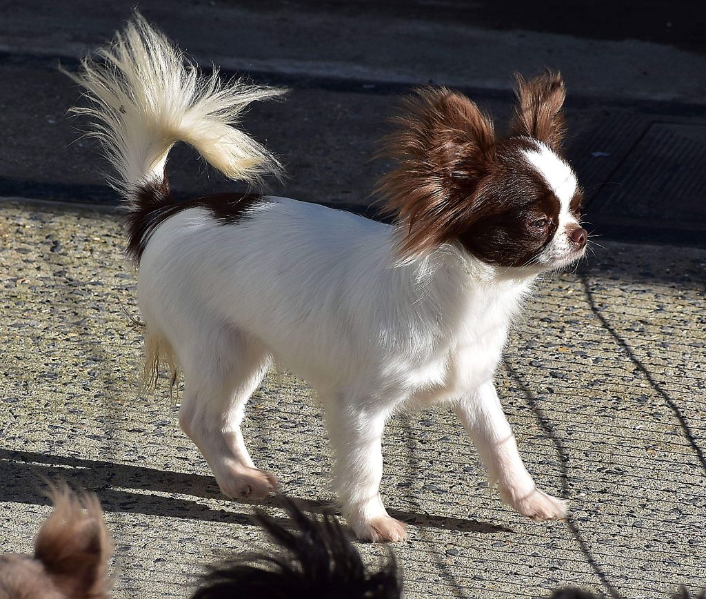 Publication : My Fair Chi