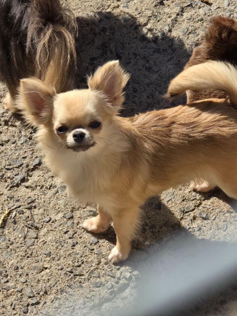 Xinna djoy My Fair Chi
