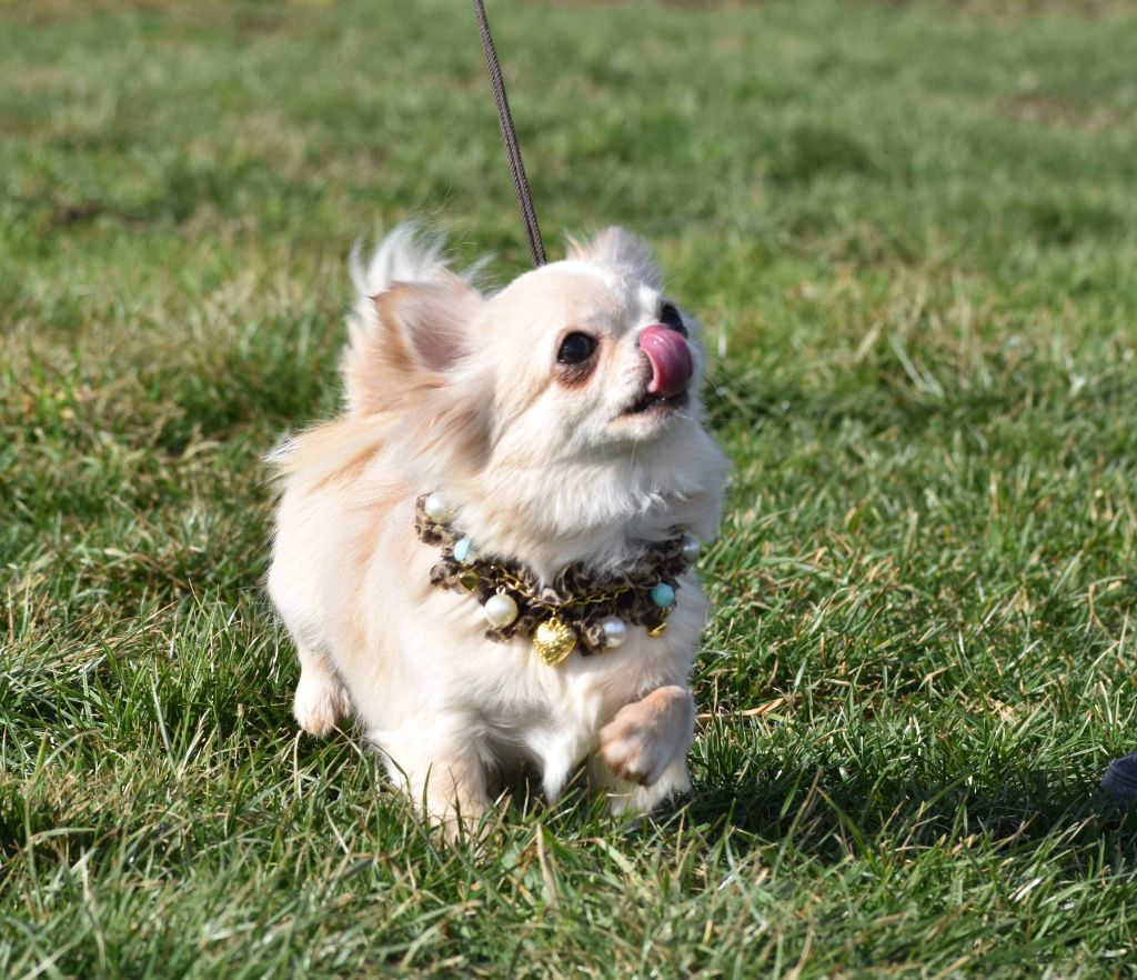 Publication : My Fair Chi