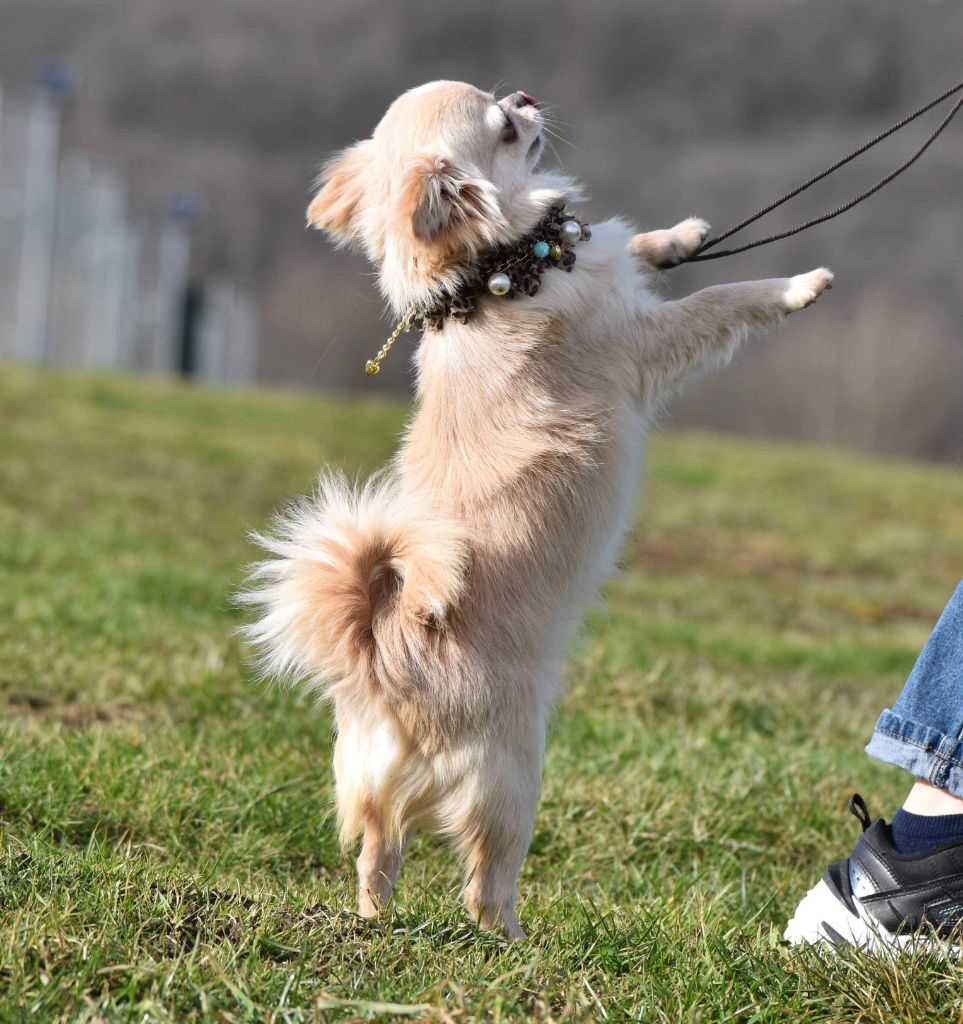 Publication : My Fair Chi