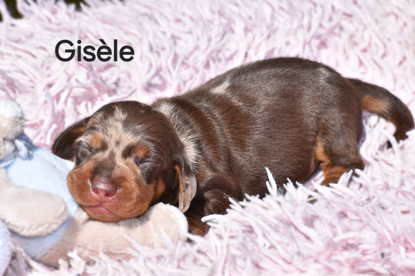 Gisèle