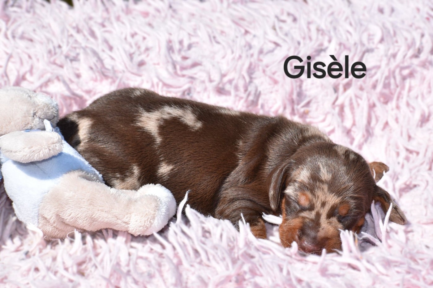 Gisèle