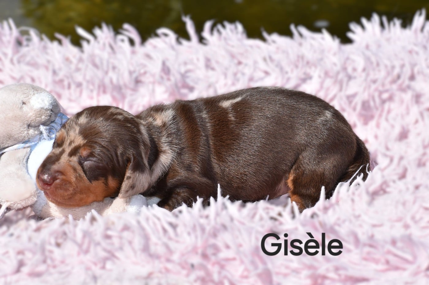 Gisèle
