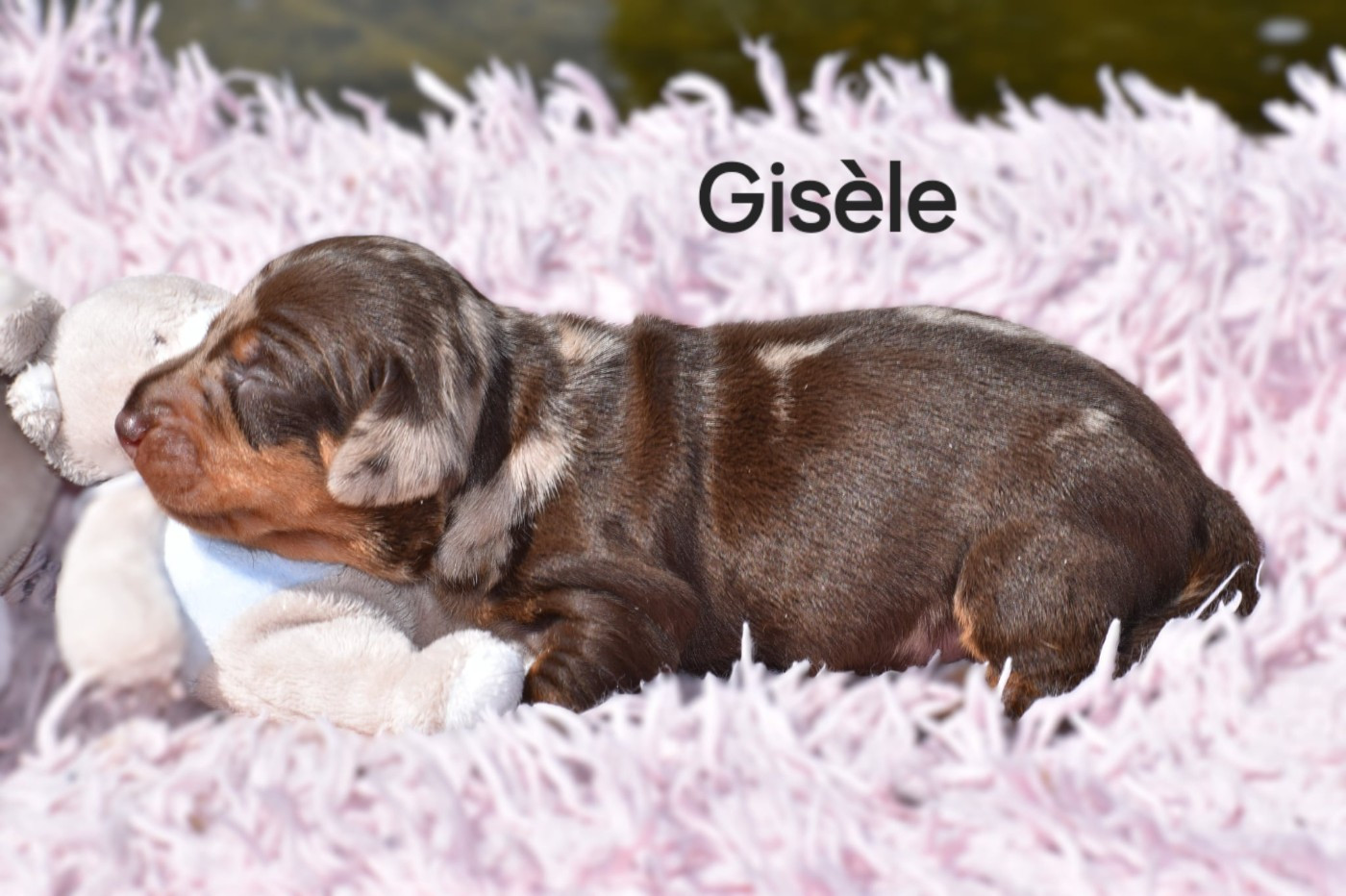 Gisèle