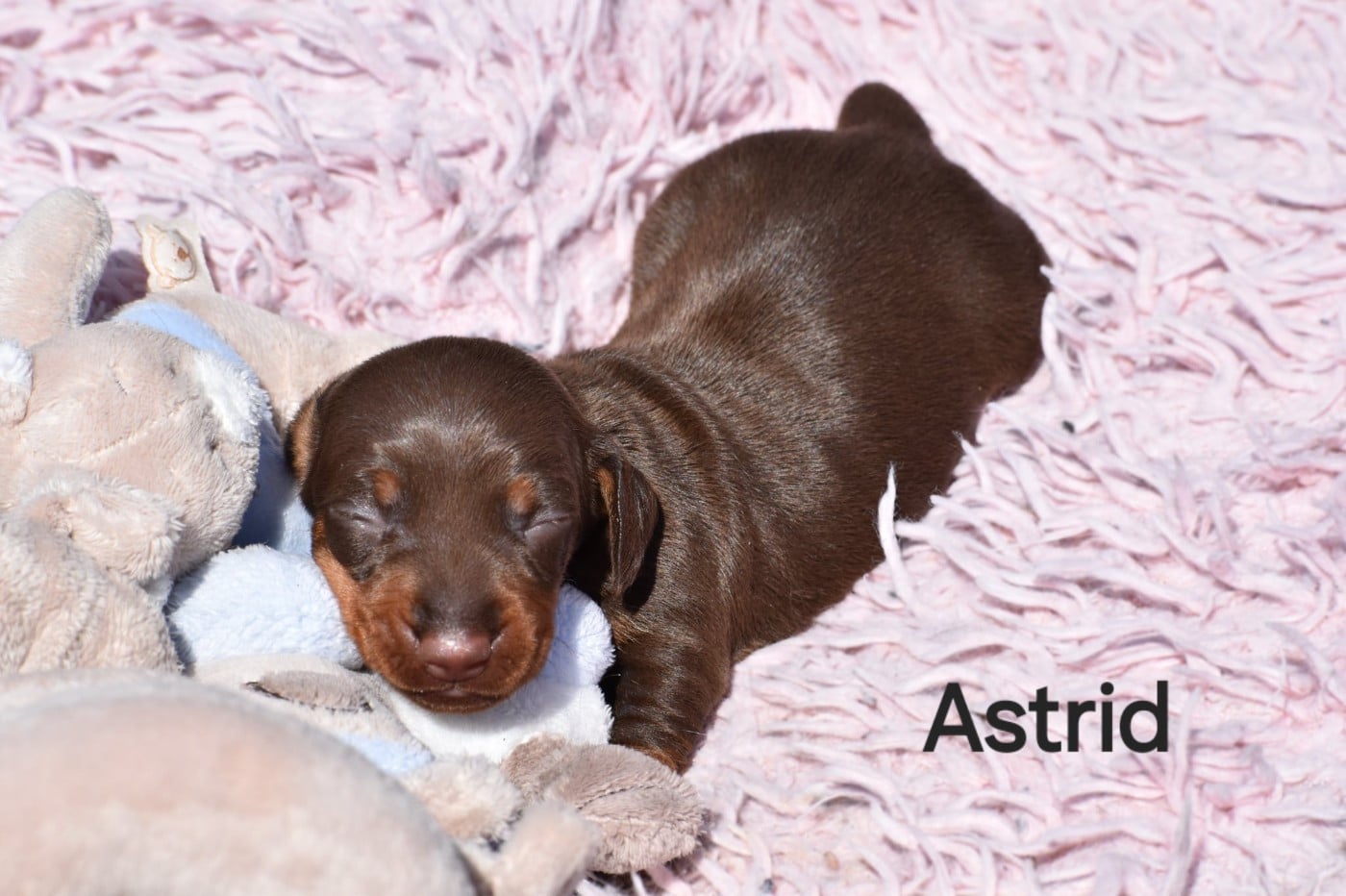 Astrid