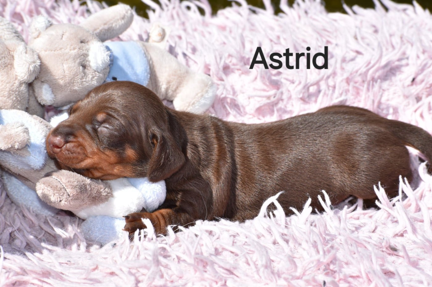 Astrid