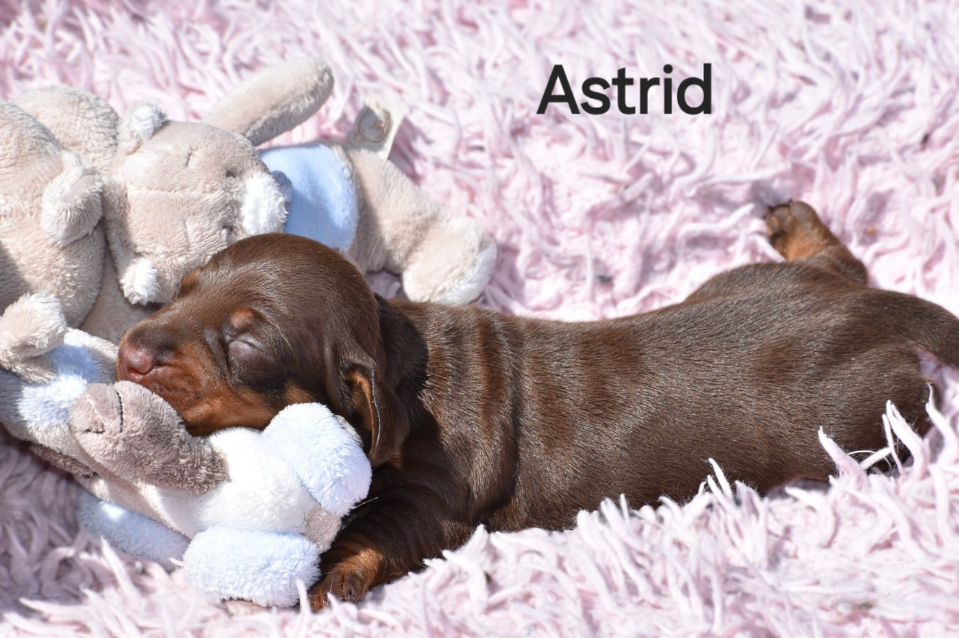 Astrid