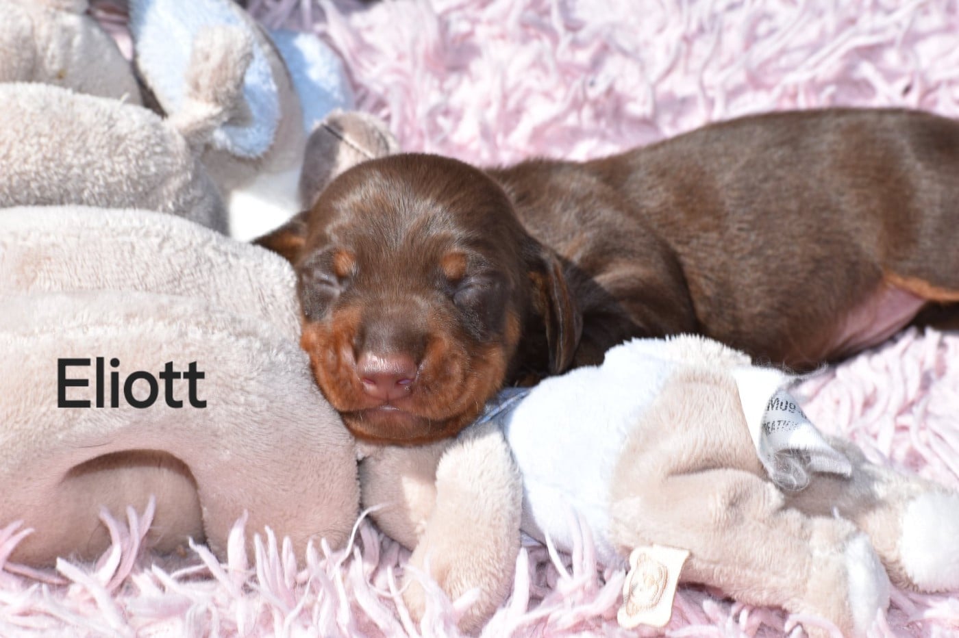 Eliott