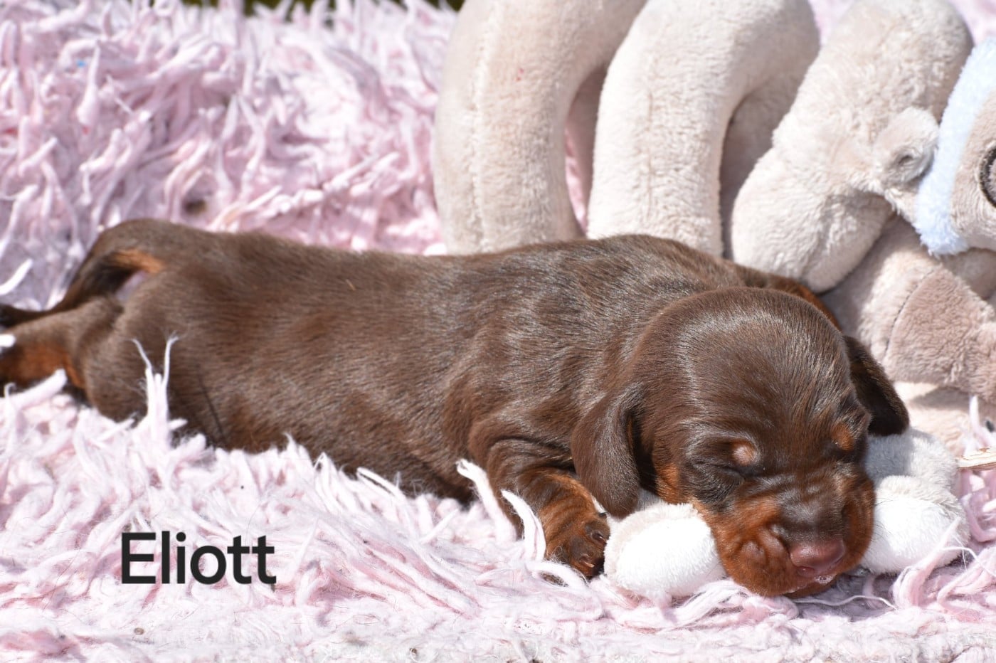 Eliott