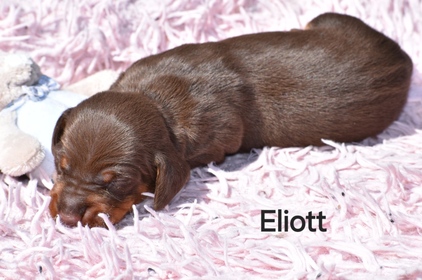 Eliott
