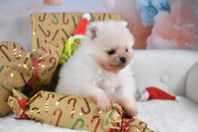 Les chiots de Spitz allemand