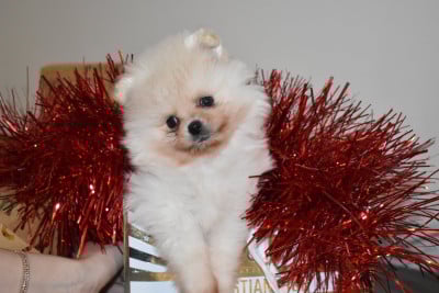 Les chiots de Spitz allemand