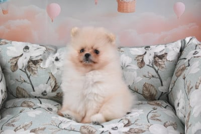 Les chiots de Spitz allemand