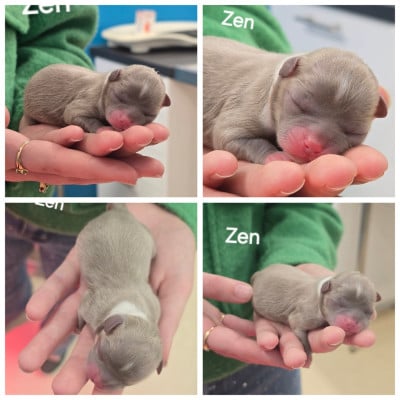 Les chiots de Chihuahua