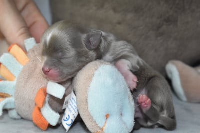 Les chiots de Chihuahua