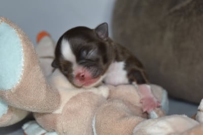 Les chiots de Chihuahua