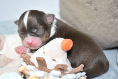 Les chiots de Chihuahua