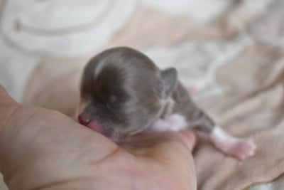 Les chiots de Chihuahua