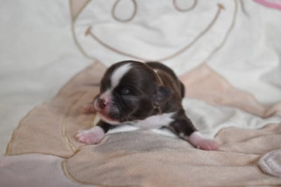 Les chiots de Chihuahua