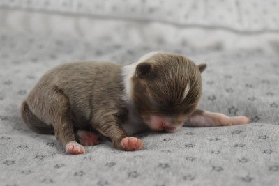 Les chiots de Chihuahua