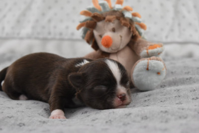 Les chiots de Chihuahua