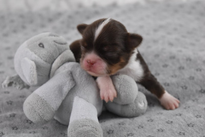 Les chiots de Chihuahua