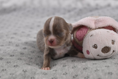 Les chiots de Chihuahua