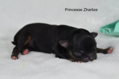 Les chiots de Chihuahua