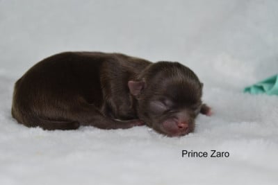 Les chiots de Chihuahua