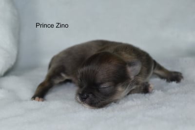 Les chiots de Chihuahua