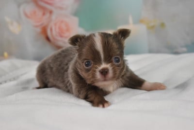 Les chiots de Chihuahua