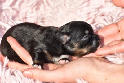 Les chiots de Chihuahua