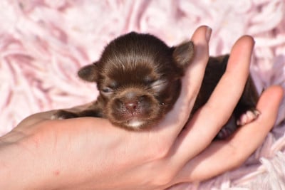 Les chiots de Chihuahua