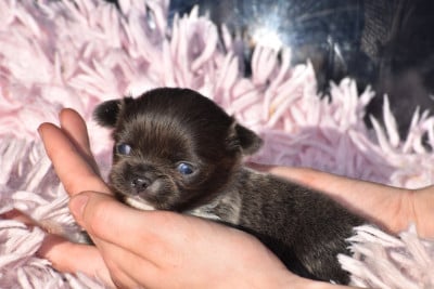 Les chiots de Chihuahua