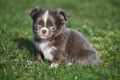 Les chiots de Chihuahua