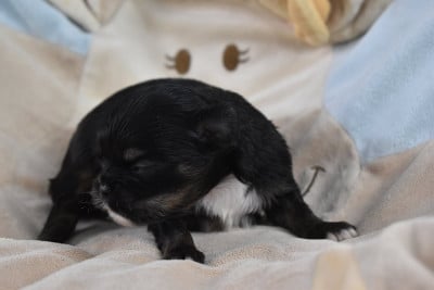 Les chiots de Chihuahua