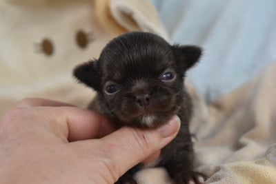Les chiots de Chihuahua