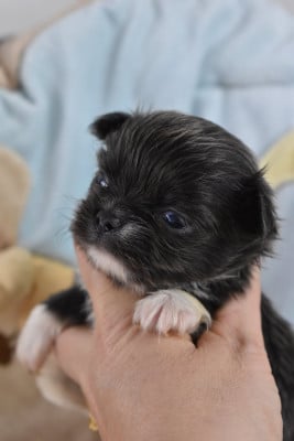 Les chiots de Chihuahua