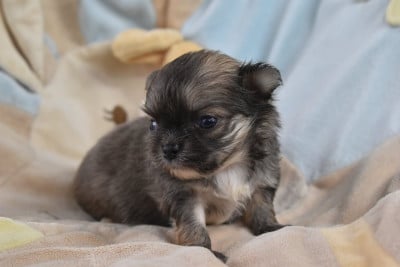 Les chiots de Chihuahua