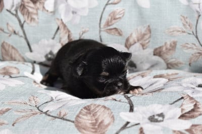 Les chiots de Chihuahua