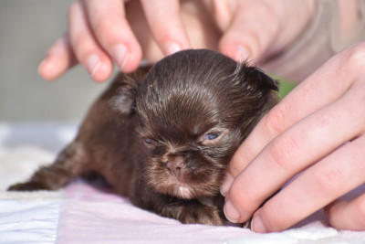 Les chiots de Chihuahua