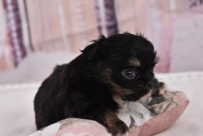 Les chiots de Chihuahua