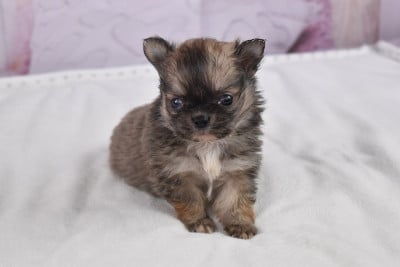 Les chiots de Chihuahua