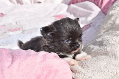 Les chiots de Chihuahua